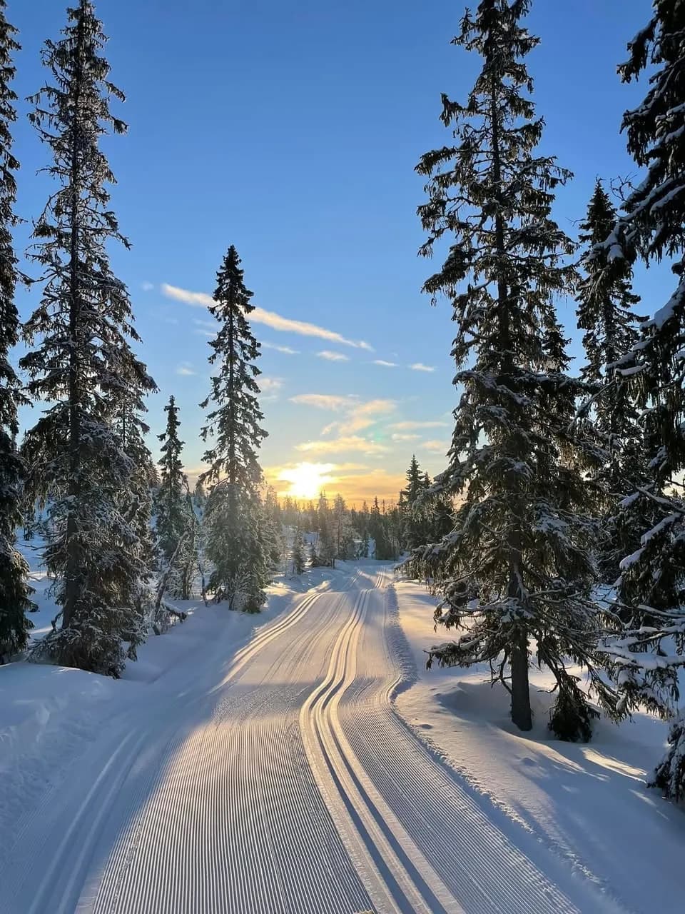 Langrennsspor i vinterskogen